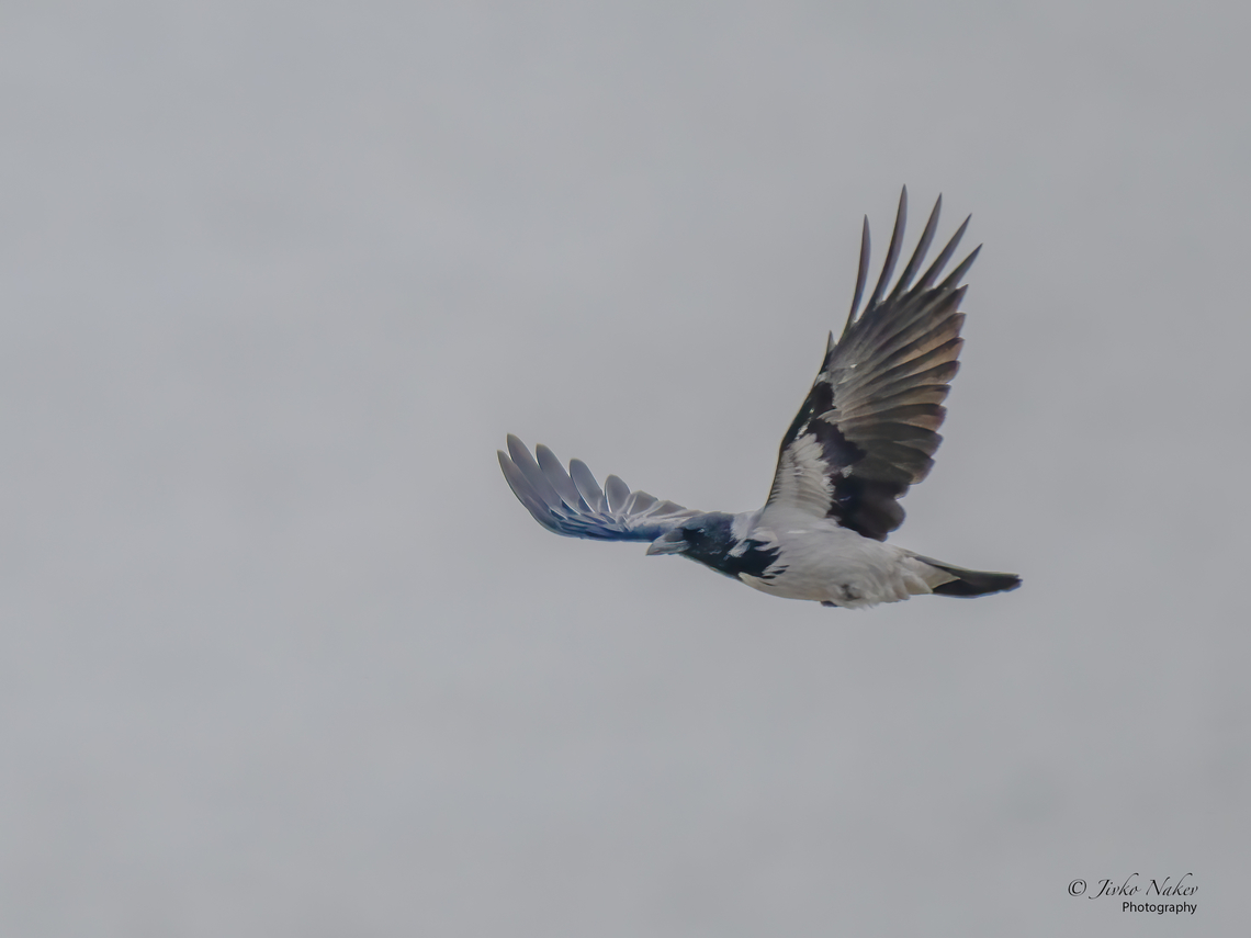Hooded crow - Corvus cornix Captured in a dull cloudy day. Animal,Animalia,Aves,Belgrade region,Bird,Chordata,Corvidae,Corvus cornix,Europe,Fall,Geotagged,Hooded Crow,Passeriformes,Passerine,Serbia,Wildlife,Zemun