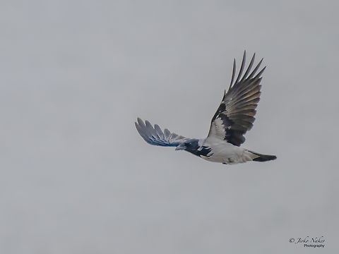 Hooded crow - Corvus cornix Captured in a dull cloudy day. Animal,Animalia,Aves,Belgrade region,Bird,Chordata,Corvidae,Corvus cornix,Europe,Fall,Geotagged,Hooded Crow,Passeriformes,Passerine,Serbia,Wildlife,Zemun
