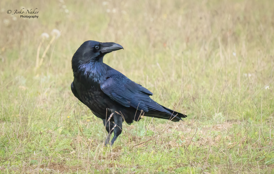Common raven - Corvus corax On yesterday&#039;s walk outside Berlin where I am for a week - the ravens in the wild do not always allow themselves to be approached and disturbed by people. There were domestic animals around and a group of ravens was more relaxed and this gave me the opportunity to get some good shots. Look at the amazing metallic glints on the bird&#039;s feathers! Animal,Animalia,Aves,Bird,Brandenburg,Chordata,Common Raven,Common raven,Corvidae,Corvus corax,Europe,Fall,Geotagged,Germany,Northern raven,Passeriformes,Passerine,Wildlife
