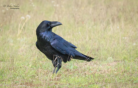 Common raven - Corvus corax On yesterday's walk outside Berlin where I am for a week - the ravens in the wild do not always allow themselves to be approached and disturbed by people. There were domestic animals around and a group of ravens was more relaxed and this gave me the opportunity to get some good shots. Look at the amazing metallic glints on the bird's feathers! Animal,Animalia,Aves,Bird,Brandenburg,Chordata,Common Raven,Common raven,Corvidae,Corvus corax,Europe,Fall,Geotagged,Germany,Northern raven,Passeriformes,Passerine,Wildlife