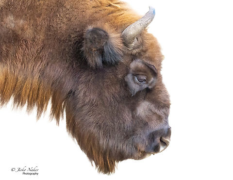 European bison - Bison bonasus Visiting the Schorfheide Wildlife Park. Animal,Animalia,Artiodactyla,Bison bonasus,Bovidae,Brandenburg,Chordata,Europe,European bison,European bison or wisent,Fall,Geotagged,Germany,Mammalia,Wildlife,even-toed,mammals
