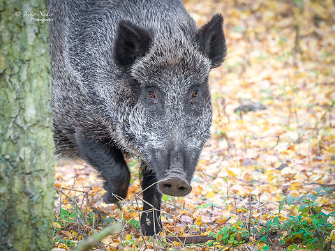Wild boar - Sus scrofa  Animal,Animalia,Artiodactyla,Brandenburg,Chordata,Europe,Fall,Geotagged,Germany,Mammalia,Razorback,Suidae,Sus scrofa,Wild boar,Wildlife,even-toed,mammals