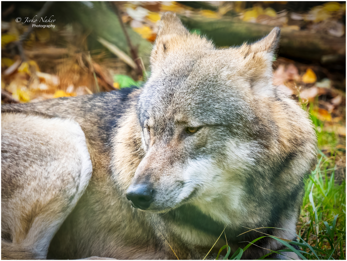 Dozing time - Common wolf - Canis lupus lupus  Animal,Animalia,Brandenburg,Canidae,Canis lupus lupus,Carnivora,Chordata,Common wolf,Eurasian Wolf,Europe,Fall,Geotagged,Germany,Mammalia,Wildlife,mammals