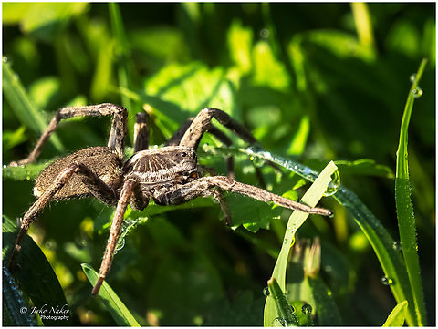 Hiding deep in the high grass - Wolf spider - Hogna radiata  Croatia,Europe,Fall,Geotagged,Hogna radiata,Osijek-Baranja