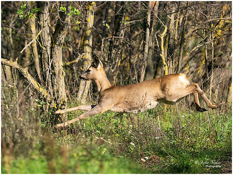 Roe deer - Capreolus capreolus  Animal,Animalia,Artiodactyla,Austria,Burgenland,Capreolus capreolus,Cervidae,Chordata,Europe,Fall,Geotagged,Mammalia,Roe deer,Wildlife,even-toed,mammals