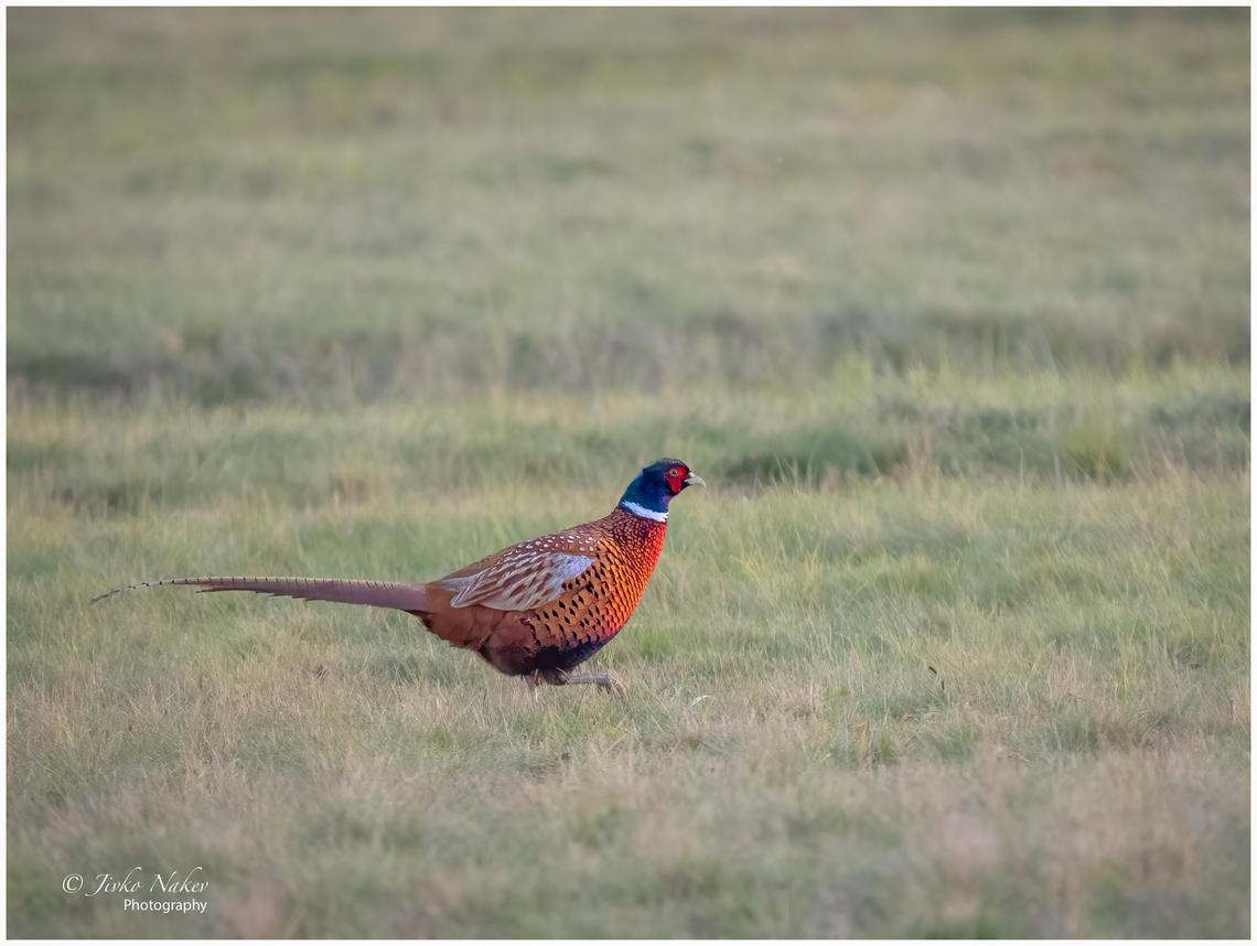 Common pheasant - Phasianus colchicus  Animal,Animalia,Austria,Aves,Bird,Burgenland,Chordata,Common Pheasant,Common pheasant,Europe,Fall,Galliformes,Gamefowl,Geotagged,Phasianidae,Phasianus colchicus,Wildlife
