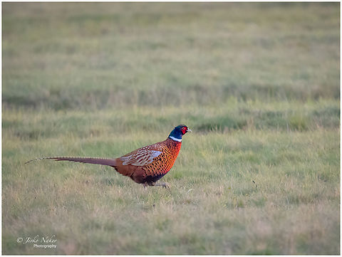 Common pheasant - Phasianus colchicus  Animal,Animalia,Austria,Aves,Bird,Burgenland,Chordata,Common Pheasant,Common pheasant,Europe,Fall,Galliformes,Gamefowl,Geotagged,Phasianidae,Phasianus colchicus,Wildlife