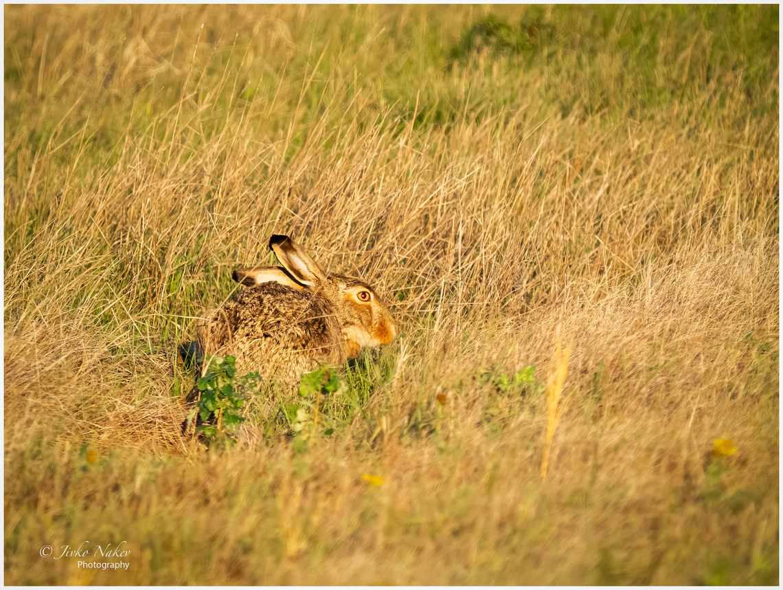 European hare - Lepus europaeus  Animal,Animalia,Austria,Burgenland,Chordata,Europe,European hare,Fall,Geotagged,Lagomorpha,Leporidae,Lepus europaeus,Mammalia,Wildlife,mammals