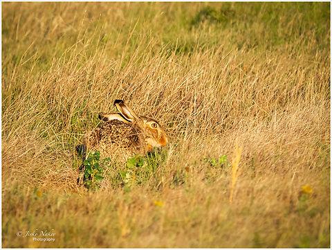 European hare - Lepus europaeus  Animal,Animalia,Austria,Burgenland,Chordata,Europe,European hare,Fall,Geotagged,Lagomorpha,Leporidae,Lepus europaeus,Mammalia,Wildlife,mammals