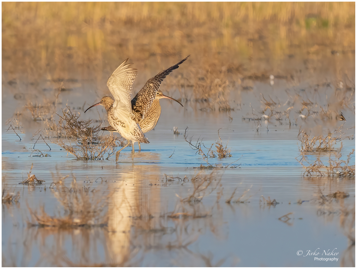Eurasian curlews at sunset - Numenius arquata  Animal,Animalia,Austria,Aves,Bird,Burgenland,Charadriiformes,Chordata,Eurasian Curlew,Eurasian curlew,Europe,Fall,Geotagged,Numenius arquata,Scolopacidae,Shorebird,Wader,Wildlife