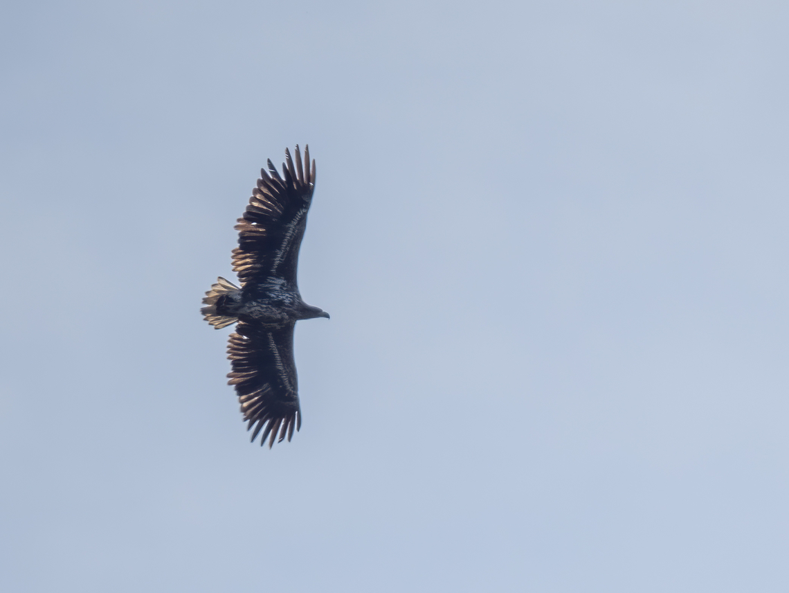Distant photo of White-tailed eagle - Haliaeetus albicilla  Accipitridae,Accipitriformes,Animalia,Austria,Aves,Bird,Bird of prey,Burgenland,Chordata,Europe,Fall,Geotagged,Haliaeetus albicilla,White-tailed eagle,Wildlife