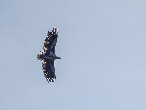 Distant photo of White-tailed eagle - Haliaeetus albicilla  Accipitridae,Accipitriformes,Animalia,Austria,Aves,Bird,Bird of prey,Burgenland,Chordata,Europe,Fall,Geotagged,Haliaeetus albicilla,White-tailed eagle,Wildlife