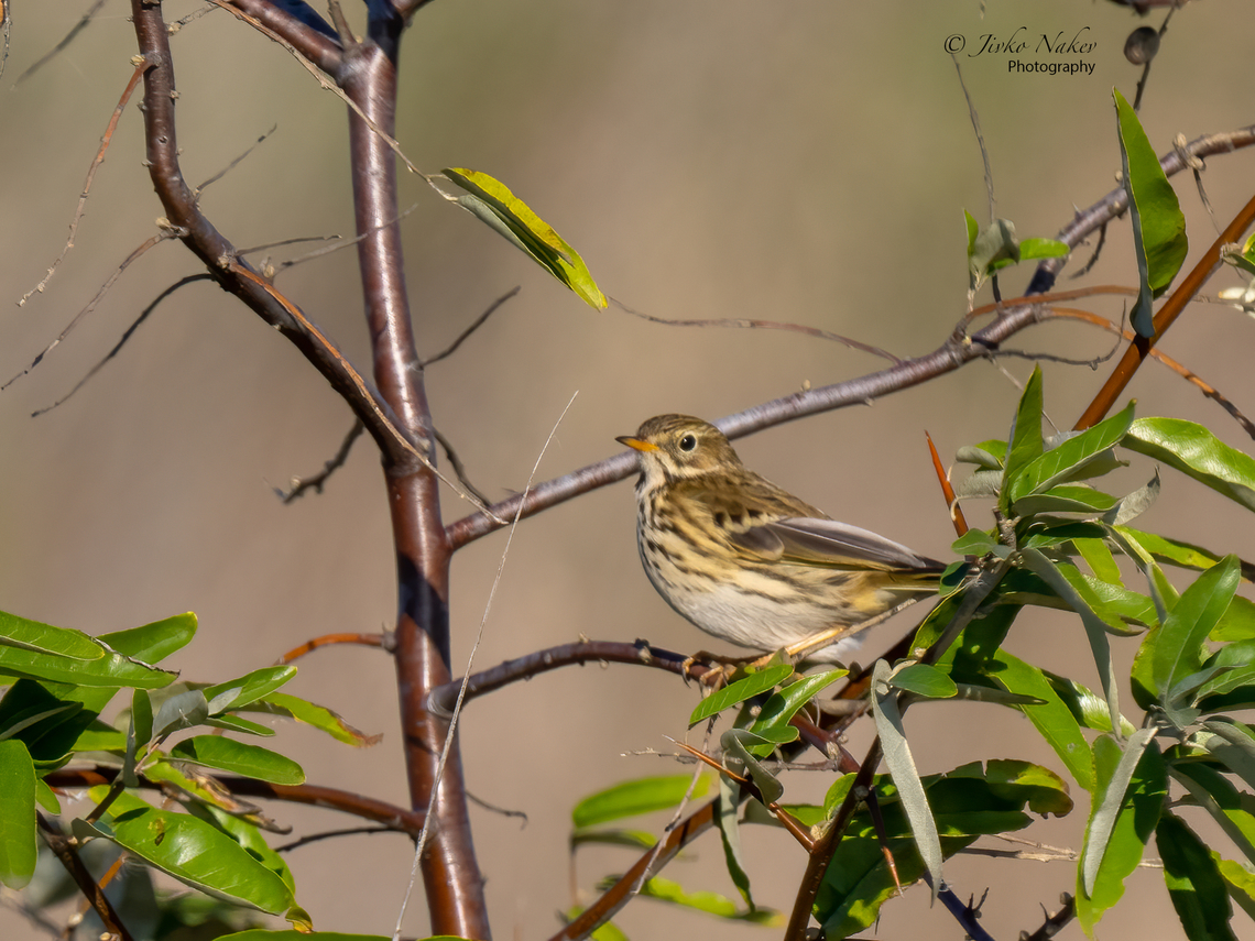 Meadow pipit - Anthus pratensis Fresh autumn plumage. Animalia,Anthus pratensis,Austria,Aves,Bird,Burgenland,Chordata,Europe,Fall,Geotagged,Meadow pipit,Motacillidae,Passeriformes,Passerine,Wildlife