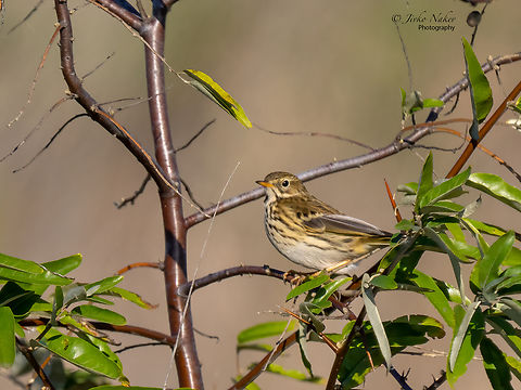 Meadow pipit - Anthus pratensis Fresh autumn plumage. Animalia,Anthus pratensis,Austria,Aves,Bird,Burgenland,Chordata,Europe,Fall,Geotagged,Meadow pipit,Motacillidae,Passeriformes,Passerine,Wildlife