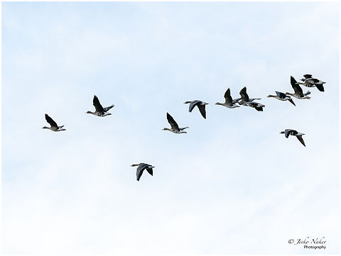 A flock of Greater white-fronted geese - Anser albifrons  Anatidae,Animalia,Anser albifrons,Anseriformes,Austria,Aves,Bird,Burgenland,Chordata,Europe,Fall,Geotagged,Greater white-fronted goose,Wildlife