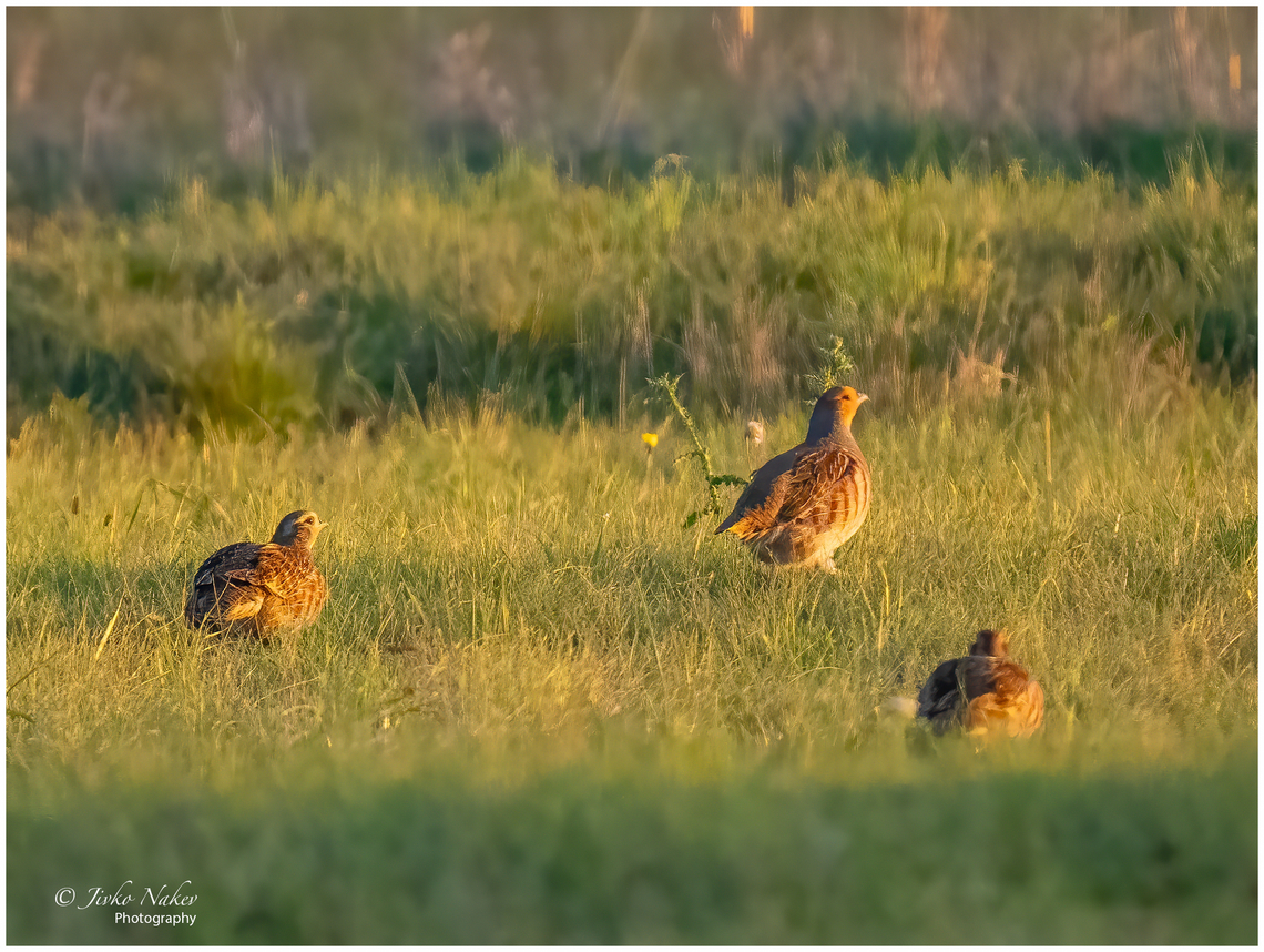 Grey partridges at sunset golden hour - Perdix perdix  Animalia,Austria,Aves,Bird,Burgenland,Chordata,Europe,Fall,Galliformes,Gamefowl,Geotagged,Grey partridge,Perdix perdix,Phasianidae,Wildlife