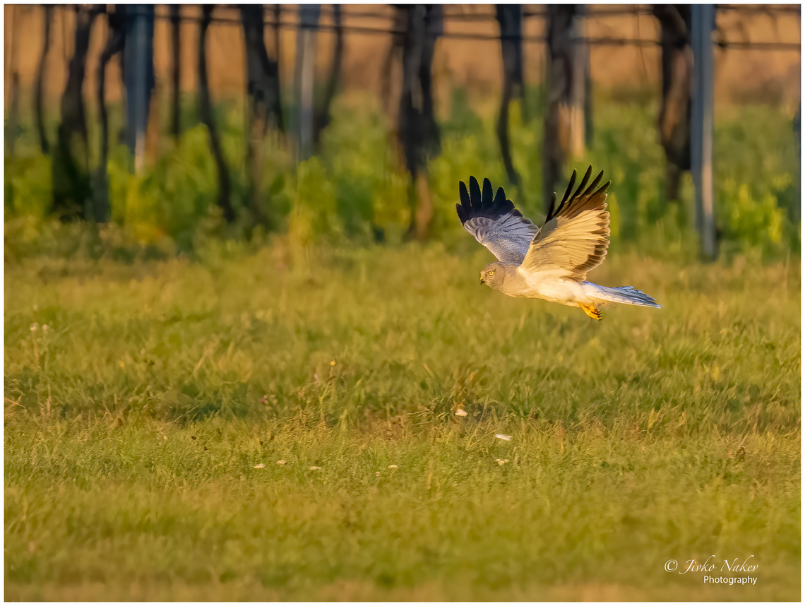 Hen harrier male - Circus cyaneus  Accipitridae,Accipitriformes,Animalia,Austria,Aves,Bird,Bird of prey,Burgenland,Chordata,Circus cyaneus,Europe,Fall,Geotagged,Hen harrier,Wildlife