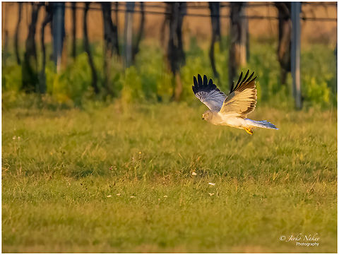 Hen harrier male - Circus cyaneus  Accipitridae,Accipitriformes,Animalia,Austria,Aves,Bird,Bird of prey,Burgenland,Chordata,Circus cyaneus,Europe,Fall,Geotagged,Hen harrier,Wildlife