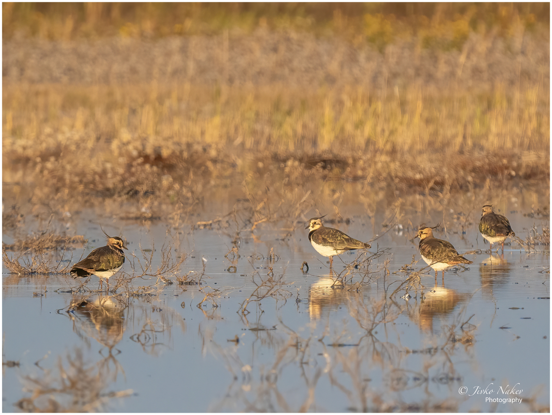 Northern lapwing - Vanellus vanellus  Animalia,Austria,Aves,Bird,Burgenland,Charadriidae,Charadriiformes,Chordata,Europe,Fall,Geotagged,Northern lapwing,Vanellus vanellus,Wildlife