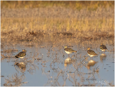 Northern lapwing - Vanellus vanellus  Animalia,Austria,Aves,Bird,Burgenland,Charadriidae,Charadriiformes,Chordata,Europe,Fall,Geotagged,Northern lapwing,Vanellus vanellus,Wildlife