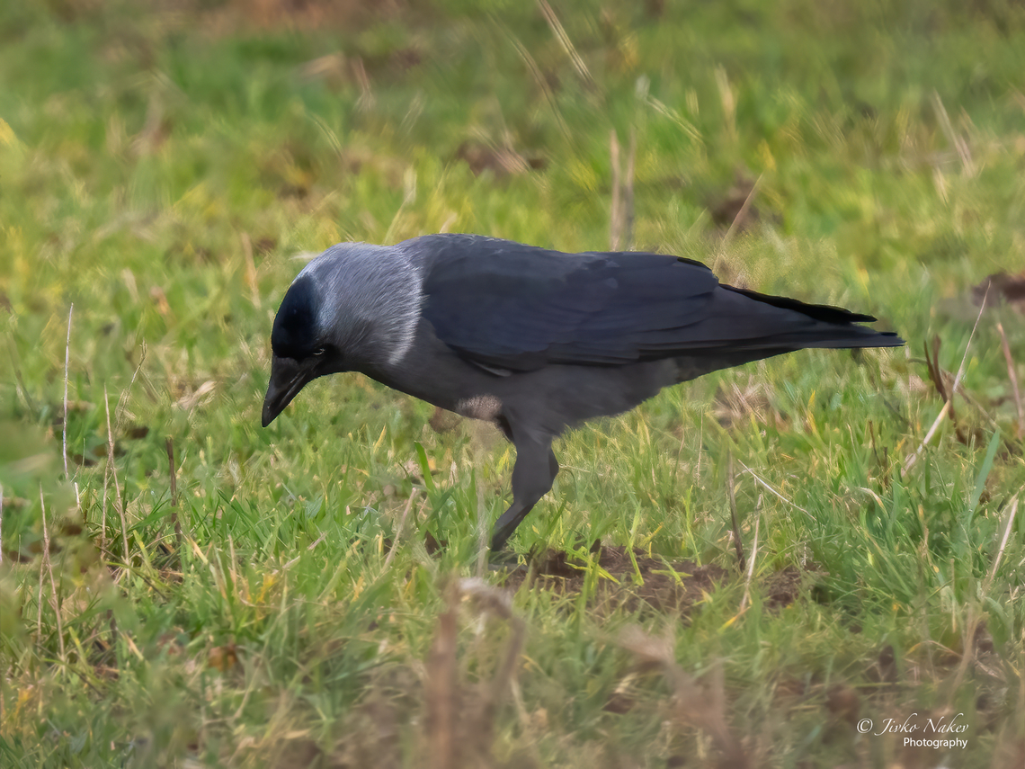 Eurasian jackdaw - Coloeus monedula soemmerringii Subspecies of the European Jackdaw, distributed in E.Europe, N. and C. Asia; &gt; to Iran and NW India (Kashmir). Note the white neck stripe. Animalia,Aves,Bulgaria,Chordata,Coloeus monedula,Coloeus monedula soemmerringii,Corvidae,Eurasian jackdaw,Fall,Geotagged,Passeriformes,Passerine,Western Jackdaw,Wildlife