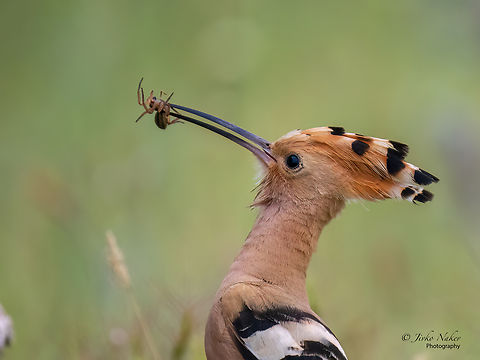 Euroasian hoopoe - Upupa epops My second encounter with this beautiful bird - was this year in South Bulgaria. Animalia,Aves,Bird,Bucerotiformes,Bulgaria,Chordata,Dimitrovgrad,Eurasian hoopoe,Europe,Geotagged,Hoopoe,Migratory bird,Spring,Upupa epops,Upupidae,Wildlife,Zlato pole protected area