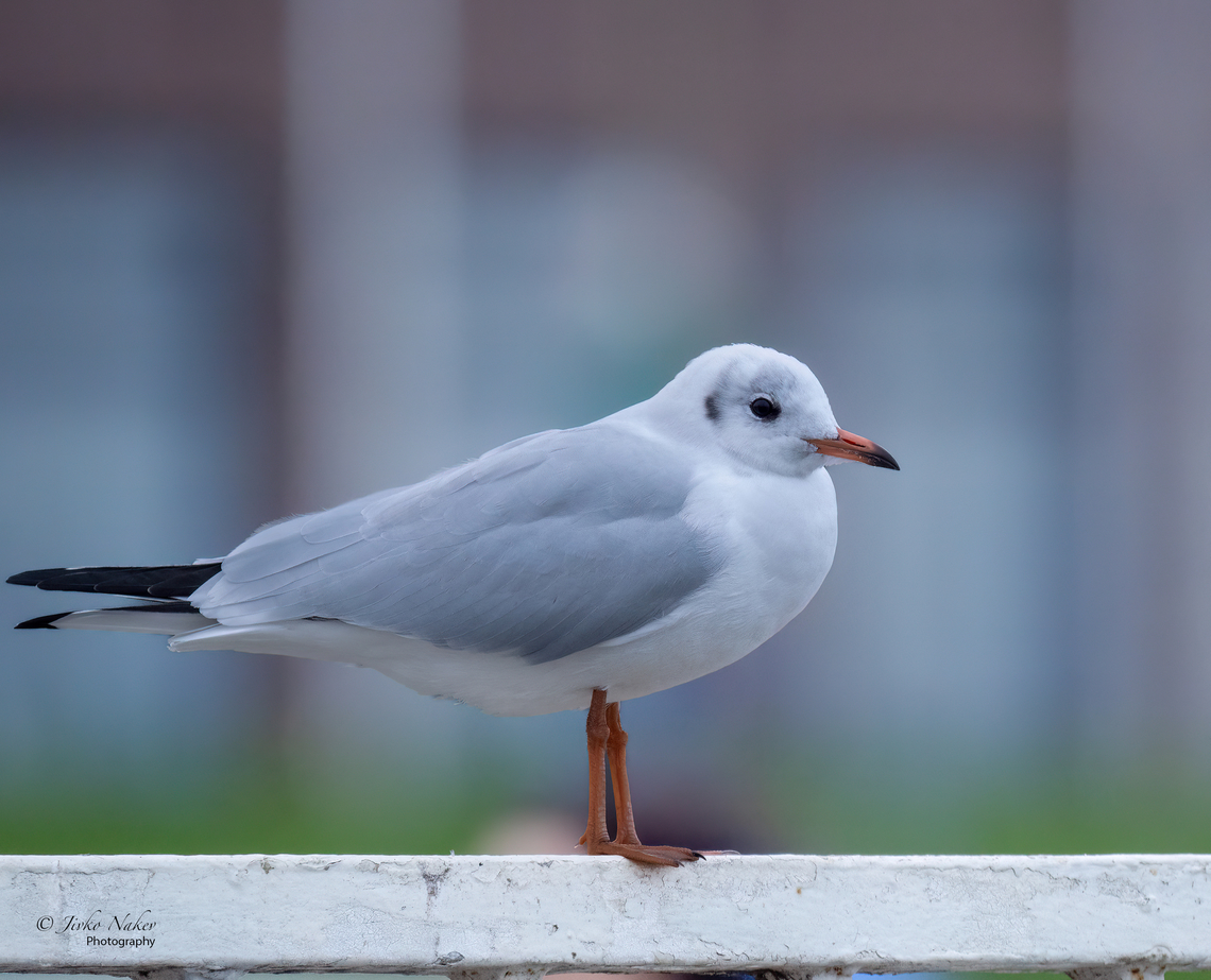 Black-headed gull - Chroicocephalus ridibundus  Animalia,Aves,Black-headed Gull,Black-headed gull,Charadriiformes,Chordata,Chroicocephalus ridibundus,Cuxhaven,Europe,Fall,Geotagged,Germany,Laridae,Larus ridibundus,Lower Saxony,Wildlife