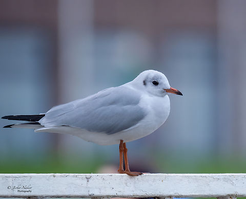 Black-headed gull - Chroicocephalus ridibundus  Animalia,Aves,Black-headed Gull,Black-headed gull,Charadriiformes,Chordata,Chroicocephalus ridibundus,Cuxhaven,Europe,Fall,Geotagged,Germany,Laridae,Larus ridibundus,Lower Saxony,Wildlife