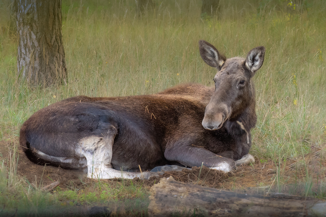 Eurasian Elk cow - Alces alces  Alces alces,Animalia,Artiodactyla,Brandenburg,Cervidae,Chordata,Eurasian Elk,Europe,Fall,Geotagged,Germany,Mammalia,Moose,Wildlife,Wildpark Schorfheide,even-toed