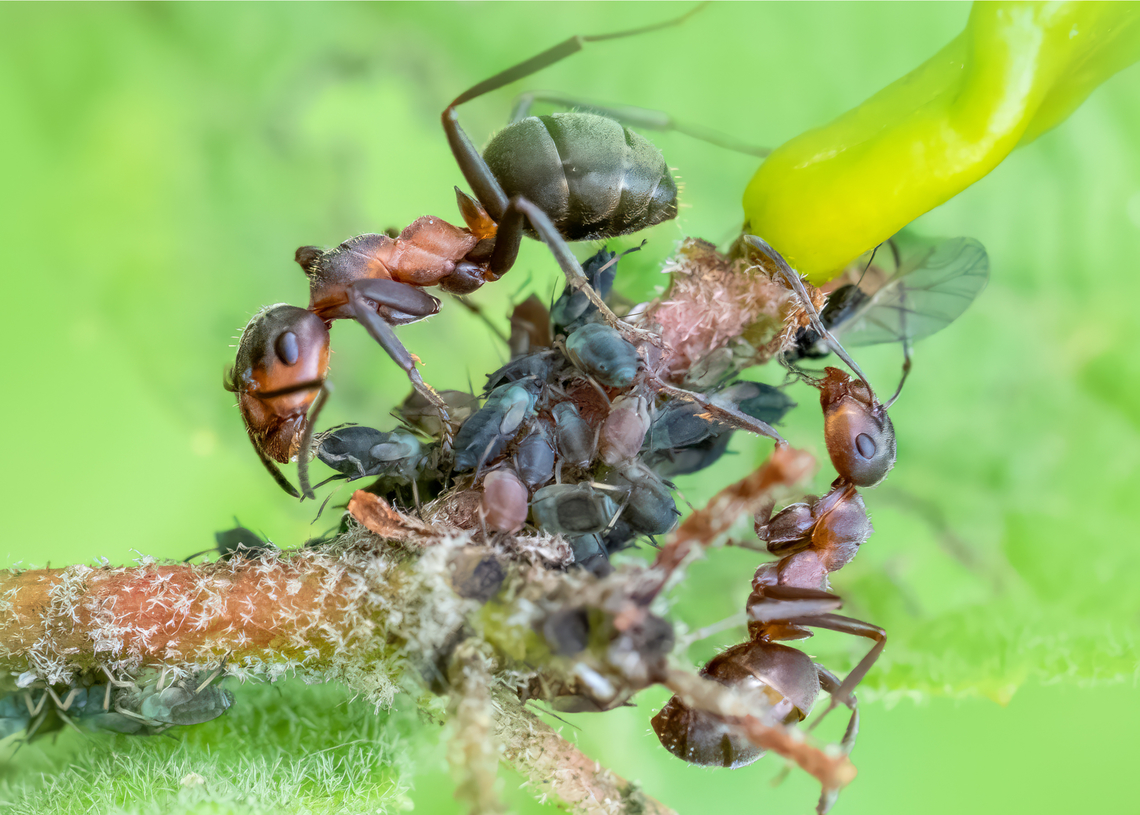 Probably Formica pratensis with Aphis lantanae on Viburnum lantana Wayfaring Tree aphid - Aphis lantanae<br />
Recently I spend a lot of time browsing my archives and found this photo of unidentified aphids from 2020. Animalia,Aphididae,Aphidomorpha,Aphis lantanae,Arthropoda,Bulgaria,Europe,Geotagged,Hemiptera,Insecta,Pchelina dam,Pernik,Spring,Wayfaring Tree aphid,Wildlife