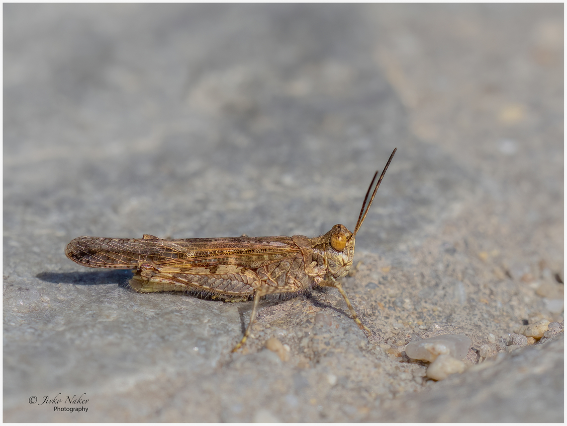 Short-horned grasshopper - Acrotylus insubricus  Acrididae,Acrotylus insubricus,Animalia,Arthropoda,Central Macedonia,Europe,Geotagged,Greece,Insecta,Nea Vrasna,Orthoptera,Short-horned Grasshopper,Summer,Wildlife