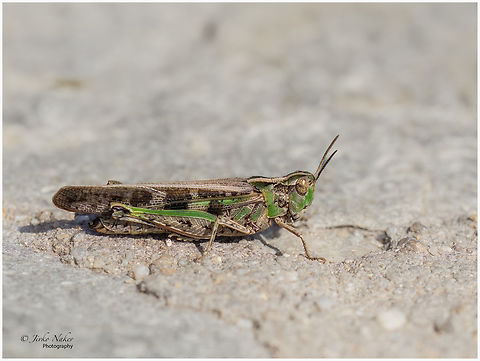 Short-horned grasshopper - Aiolopus strepens  Acrididae,Aiolopus strepens,Animalia,Arthropoda,Central Macedonia,Europe,Geotagged,Greece,Insecta,Nea Vrasna,Orthoptera,Short-horned Grasshopper,Summer,Wildlife