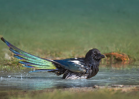 Eurasian magpie - Pica pica Bath time - South Park, Sofia Animalia,Aves,Bulgaria,Chordata,Corvidae,Eurasian magpie,Geotagged,Passeriformes,Passerine,Pica pica,Wildlife,Winter