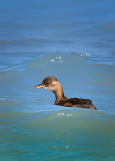Little grebe - Tachybaptus ruficollis A few days ago during my short stay in Greece, I visited for a couple of hours the Kalochori lagoon, part of the Axios Delta National Park. 
The Axios Delta National Park is a haven for wildlife and a dream for birders. In a wetland complex of 340 square kilometers, the deltas of the rivers Axios and Aliakmon, the estuaries of the Gallikos and Loudias rivers, and the wetlands of Nea Agathoupoli and Alyki Kitrous create a broad biodiversity. A great variety of mammals, reptiles, amphibians and, very notably, more than 300 species of birds.
For 2 hours I managed to photograph a few bird species still not added to JD from Greece. This is one of them. Animal,Animalia,Aves,Bird,Chordata,Geotagged,Greece,Kalochori lagoon,Little Grebe,Little grebe,Podicipedidae,Podicipediformes,Tachybaptus ruficollis,Wildlife,Winter