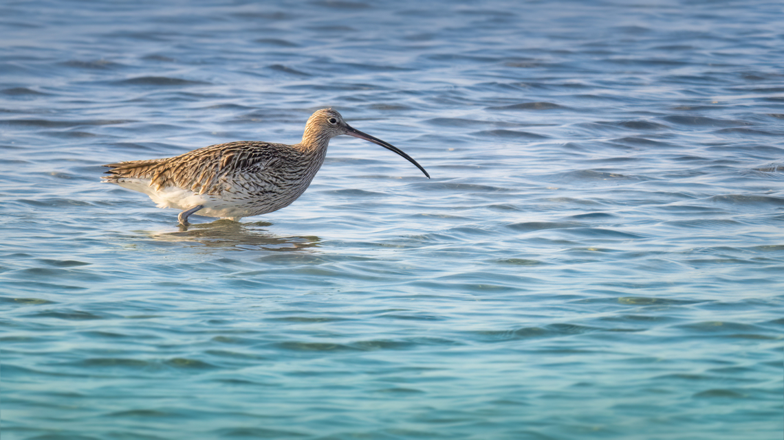 Eurasian curlew - Numenius arquata  Animalia,Aves,Central Macedonia,Charadriiformes,Chordata,Eurasian Curlew,Eurasian curlew,Europe,Gallikos river estuaries,Geotagged,Greece,Kalochori lagoon,Numenius arquata,Scolopacidae,Shorebird,Wader,Wildlife,Winter