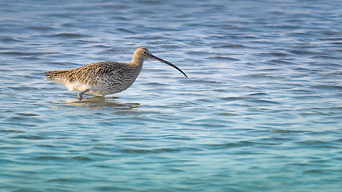 Eurasian curlew - Numenius arquata  Animalia,Aves,Central Macedonia,Charadriiformes,Chordata,Eurasian Curlew,Eurasian curlew,Europe,Gallikos river estuaries,Geotagged,Greece,Kalochori lagoon,Numenius arquata,Scolopacidae,Shorebird,Wader,Wildlife,Winter