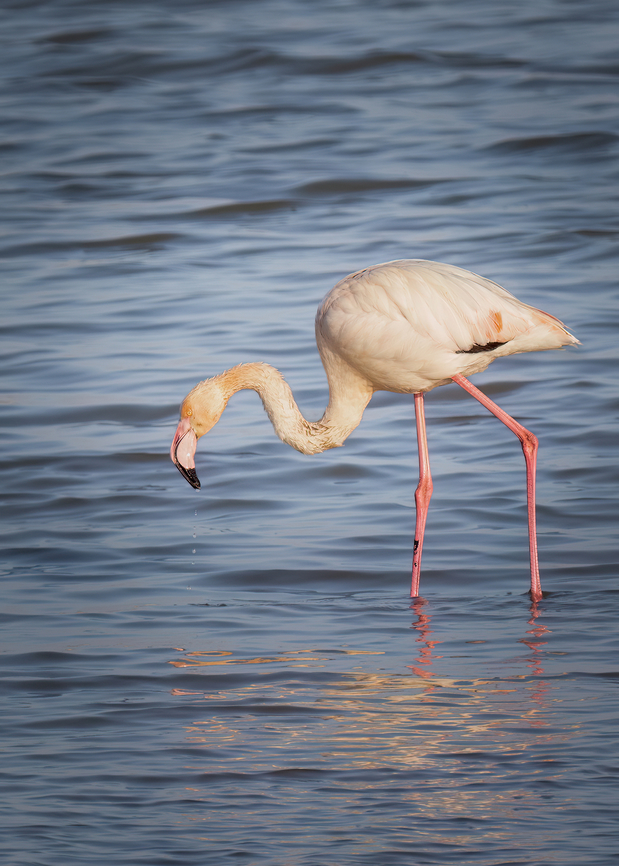 Greater flamingo - Phoenicopterus roseus  Animalia,Aves,Central Macedonia,Chordata,Europe,Gallikos river estuaries,Geotagged,Greater flamingo,Greece,Kalochori lagoon,Phoenicopteridae,Phoenicopteriformes,Phoenicopterus roseus,Wildlife,Winter