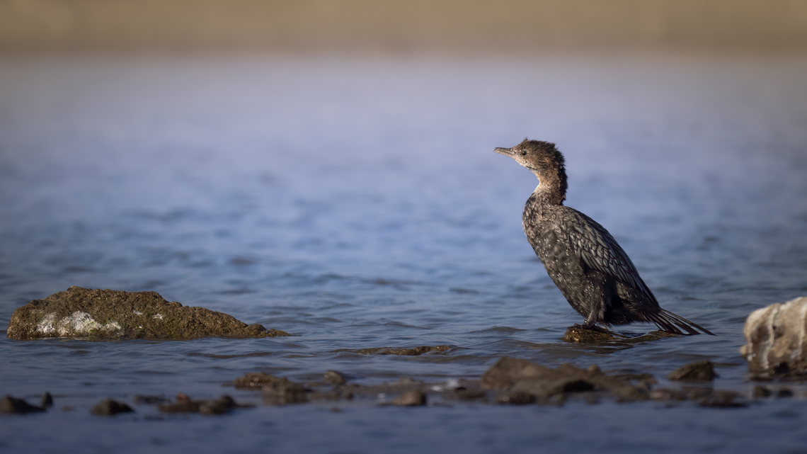 Pygmy cormorant - Microcarbo pygmeus  Animalia,Aves,Chordata,Geotagged,Greece,Microcarbo pygmeus,Phalacrocoracidae,Pygmy cormorant,Seabird,Suliformes,Wildlife,Winter