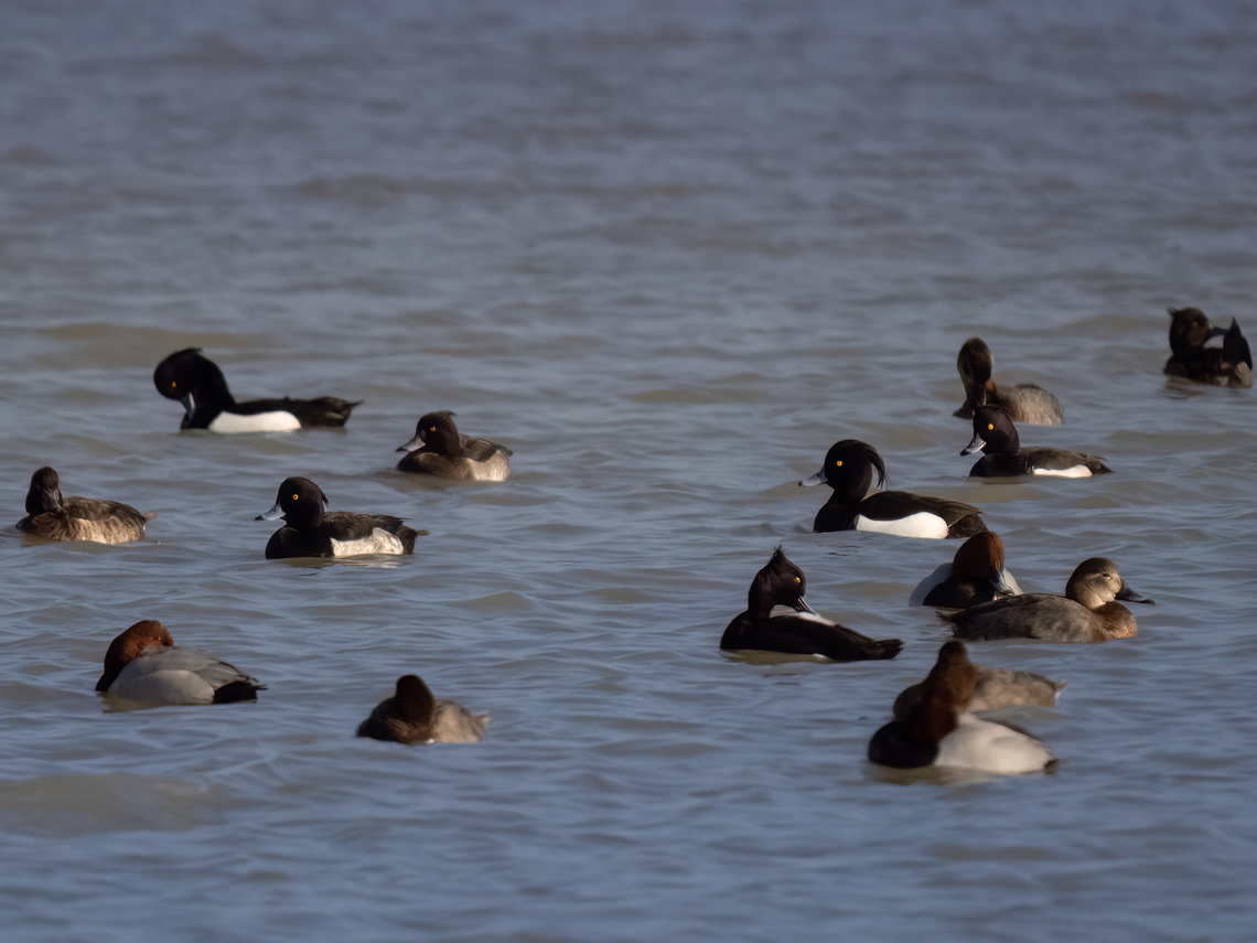 Tufted ducks - Aythya fuligula These beautiful ducks - about 20 - were in a mixed flock of about 70 birds - together with Common pochards - Aythya ferina. I watched them for almost 30 min and they slept with their heads tucked under the wing the whole time. Finally, they woke up and I was able to get them in the picture so their heads were visible. Anatidae,Animalia,Anseriformes,Aves,Aythya fuligula,Central Macedonia,Chordata,Europe,Gallikos river estuaries,Geotagged,Greece,Kalochori lagoon,Tufted Duck,Tufted duck,Wildlife,Winter