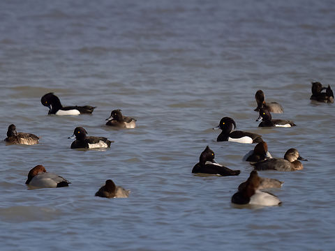 Tufted ducks - Aythya fuligula These beautiful ducks - about 20 - were in a mixed flock of about 70 birds - together with Common pochards - Aythya ferina. I watched them for almost 30 min and they slept with their heads tucked under the wing the whole time. Finally, they woke up and I was able to get them in the picture so their heads were visible. Anatidae,Animalia,Anseriformes,Aves,Aythya fuligula,Central Macedonia,Chordata,Europe,Gallikos river estuaries,Geotagged,Greece,Kalochori lagoon,Tufted Duck,Tufted duck,Wildlife,Winter
