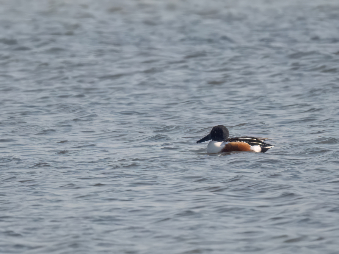 Northern shoveler - Anas clypeata Unfortunately too distant photo. Anas clypeata,Anatidae,Animalia,Anseriformes,Aves,Central Macedonia,Chordata,Europe,Gallikos river estuaries,Geotagged,Greece,Kalochori lagoon,Northern Shoveler,Spatula clypeata,Wildlife,Winter
