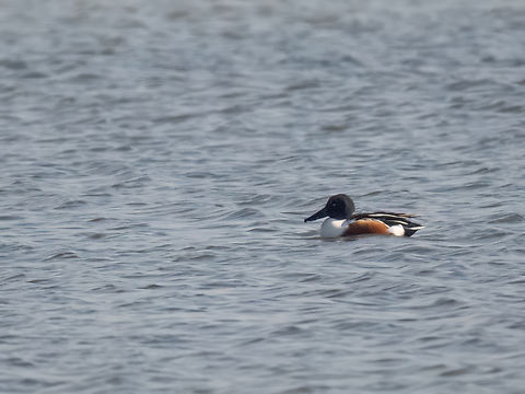 Northern shoveler - Anas clypeata Unfortunately too distant photo. Anas clypeata,Anatidae,Animalia,Anseriformes,Aves,Central Macedonia,Chordata,Europe,Gallikos river estuaries,Geotagged,Greece,Kalochori lagoon,Northern Shoveler,Spatula clypeata,Wildlife,Winter