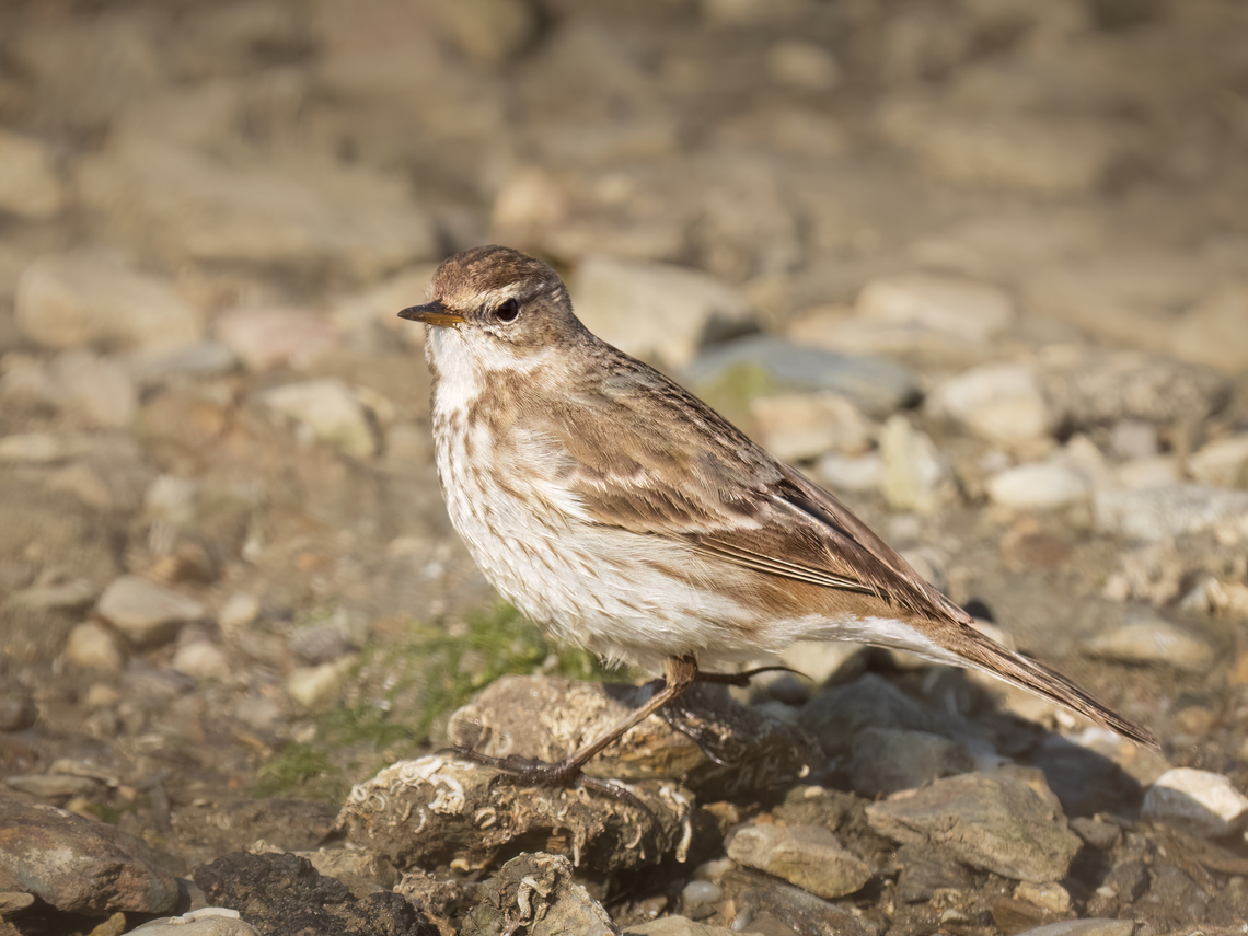 Water pipit - Anthus spinoletta  Animalia,Anthus spinoletta,Aves,Central Macedonia,Chordata,Europe,Gallikos river estuaries,Geotagged,Greece,Kalochori lagoon,Motacillidae,Passeriformes,Passerine,Water pipit,Wildlife,Winter
