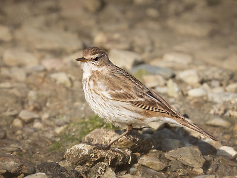 Water pipit - Anthus spinoletta Animalia,Anthus spinoletta,Aves,Central Macedonia,Chordata,Europe,Gallikos river estuaries,Geotagged,Greece,Kalochori lagoon,Motacillidae,Passeriformes,Passerine,Water pipit,Wildlife,Winter