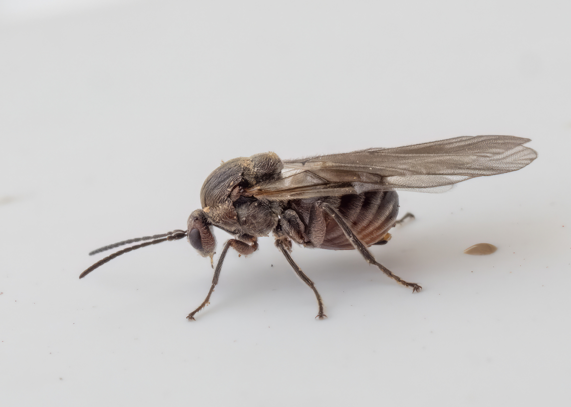 Oak marble gall wasp - Andricus kollari Today on the windows of my apartment on the 7th floor in Sofia appeared dozens of small insects, about 2-2.5 mm. They turned out to be Oak marble gall wasps. The photo is taken with Olympus M Zuiko 30mm Macro lens without flash. Andricus kollari,Animalia,Arthropoda,Bulgaria,Cynipidae,Cynipoidea,Europe,Geotagged,Hymenoptera,Insecta,Oak marble gall,Oak marble gall wasp,Sofia,Wildlife,Winter