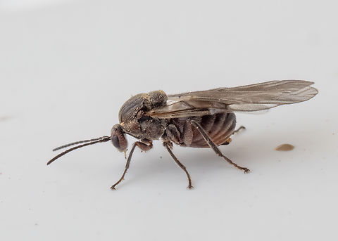 Oak marble gall wasp - Andricus kollari Today on the windows of my apartment on the 7th floor in Sofia appeared dozens of small insects, about 2-2.5 mm. They turned out to be Oak marble gall wasps. The photo is taken with Olympus M Zuiko 30mm Macro lens without flash. Andricus kollari,Animalia,Arthropoda,Bulgaria,Cynipidae,Cynipoidea,Europe,Geotagged,Hymenoptera,Insecta,Oak marble gall,Oak marble gall wasp,Sofia,Wildlife,Winter