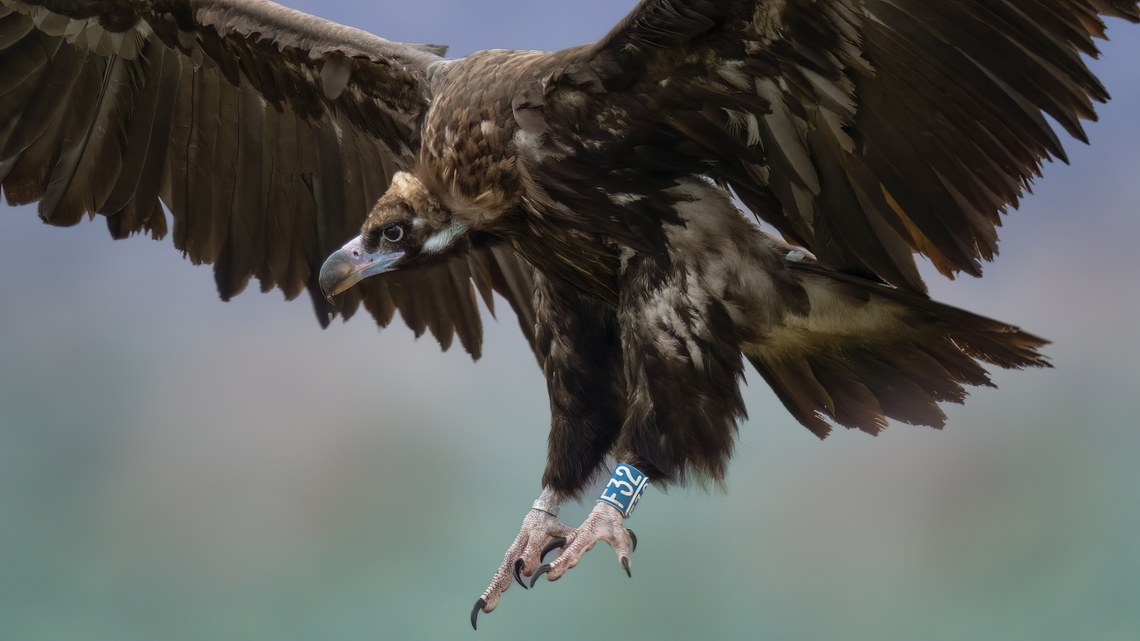 Cinereous vulture - Aegypius monachus  After many years of hard efforts to reintroduce this species we expect to have the first breeding pair in Bulgaria this year.  Accipitridae,Accipitriformes,Aegypius monachus,Animalia,Aves,Bird of prey,Bulgaria,Chordata,Cinereous Vulture,Cinereous vulture,Eurasian black vulture,Europe,Geotagged,Monk vulture,Rhodope mountains,Wildlife,Winter