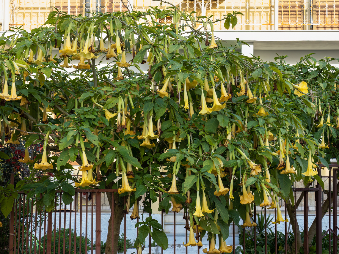 Golden Angel's Trumpet - Brugmansia aurea  Brugmansia aurea,Corfu island,Eudicot,Europe,Flowering Plant,Geotagged,Golden Angel Trumpet,Golden Angel's Trumpet,Greece,Ionian Islands,Magnoliophyta,Nightshades,Plantae,Solanaceae,Solanales,Wildlife,Winter
