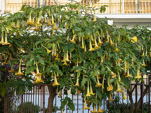 Golden Angel's Trumpet - Brugmansia aurea  Brugmansia aurea,Corfu island,Eudicot,Europe,Flowering Plant,Geotagged,Golden Angel Trumpet,Golden Angel's Trumpet,Greece,Ionian Islands,Magnoliophyta,Nightshades,Plantae,Solanaceae,Solanales,Wildlife,Winter