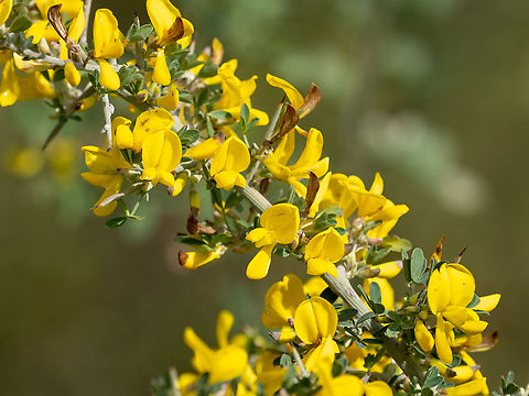 Spiny broom - Calicotome spinosa https://www.jungledragon.com/image/147094/spiny_broom_-_calicotome_spinosa.html Calicotome spinosa,Corfu island,Eudicot,Europe,Fabaceae,Fabales,Flowering Plant,Geotagged,Greece,Ionian Islands,Magnoliophyta,Plantae,Spiny broom,Thorny broom,Wildlife,Winter